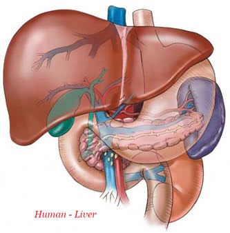 Liver problems awareness-కాలేయ సమస్యల అవగాహన