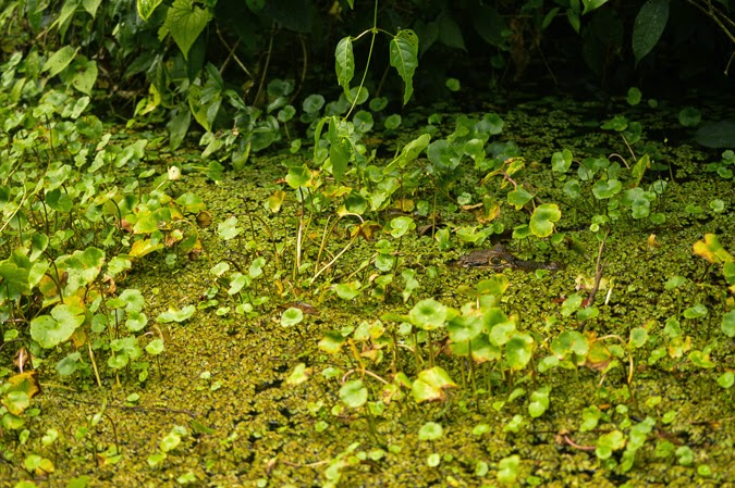 Caiman lizard in Tortuguero