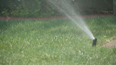 water conserving lawns,water saving lawns,water conservation lawn,water efficient lawn,water conservation lawns