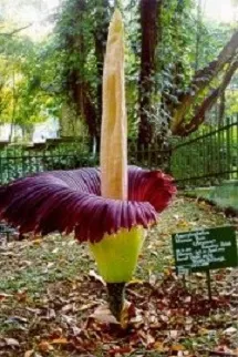 Bunga bangkai atau Kibut (Amorphophallus titanum) - berbagaireviews.com