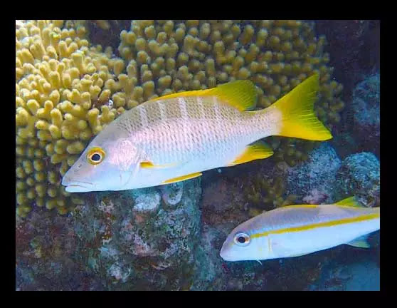 jenis Ikan Kakap School Master