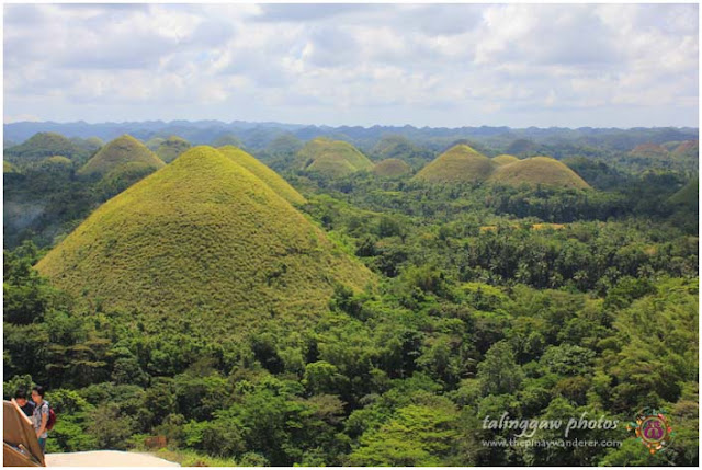Chocolate Hills