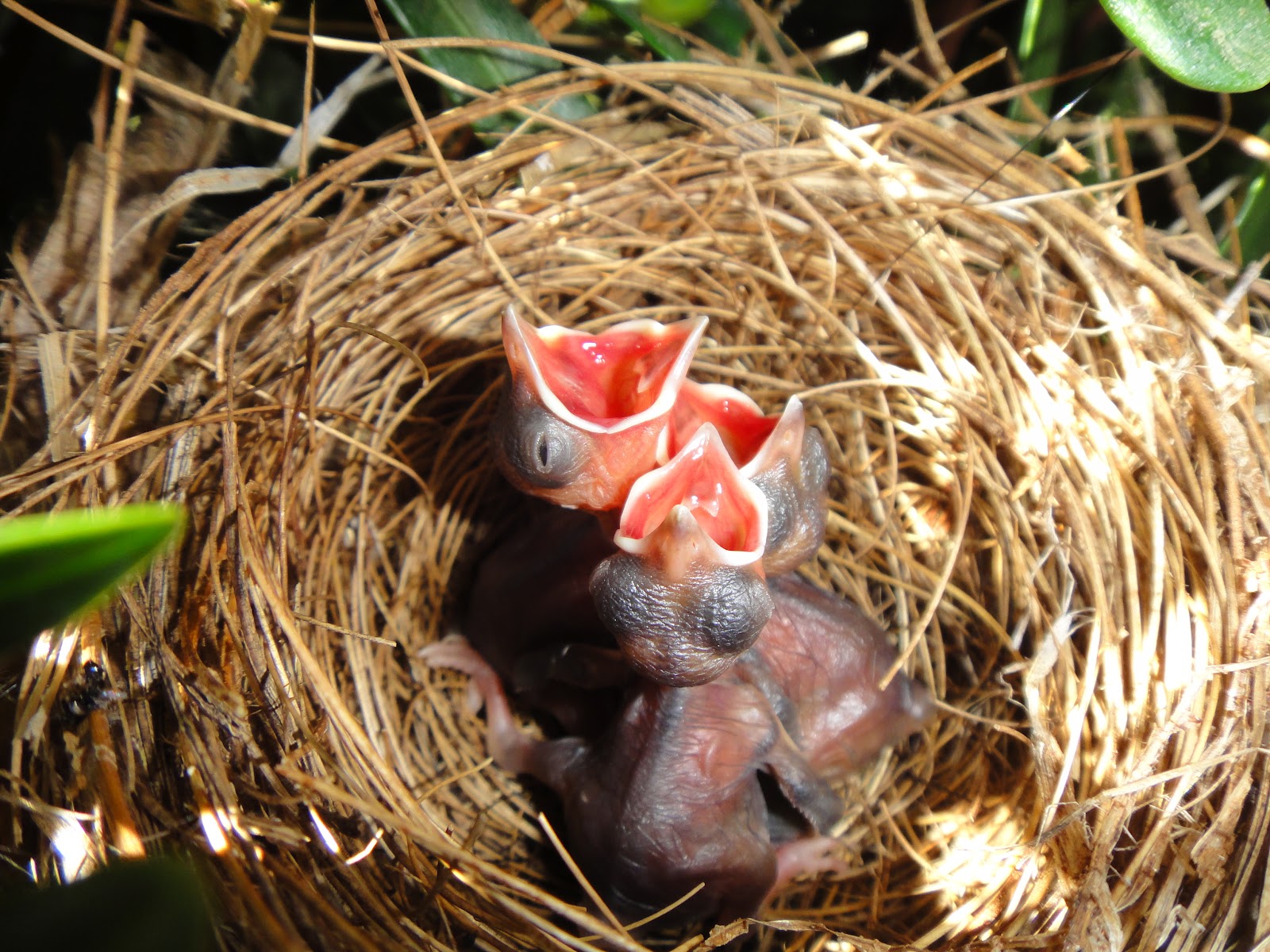 We #39 re out to discover :): Bird Hatching Experience