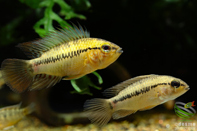 Apistogramma sp. D36