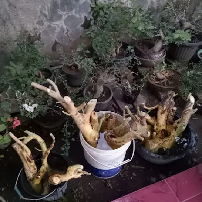 Menanam Pohon Serut Sebagai Bonsai dan Tanaman Hias