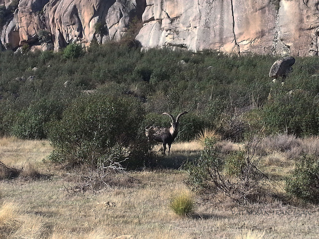 El Yelmo con niños. La Pedriza. Parque Nacional de Guadarrama.