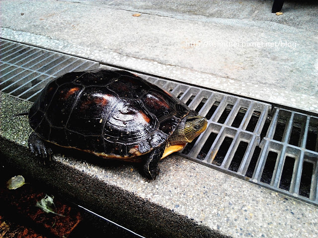 【臺南Ω中西區】赤崁璽樓|在融合洋房與日式舊建築的老屋中來場 【臺南Ω中西區】赤崁璽樓|在融合洋房與日式舊建築的老屋中來場