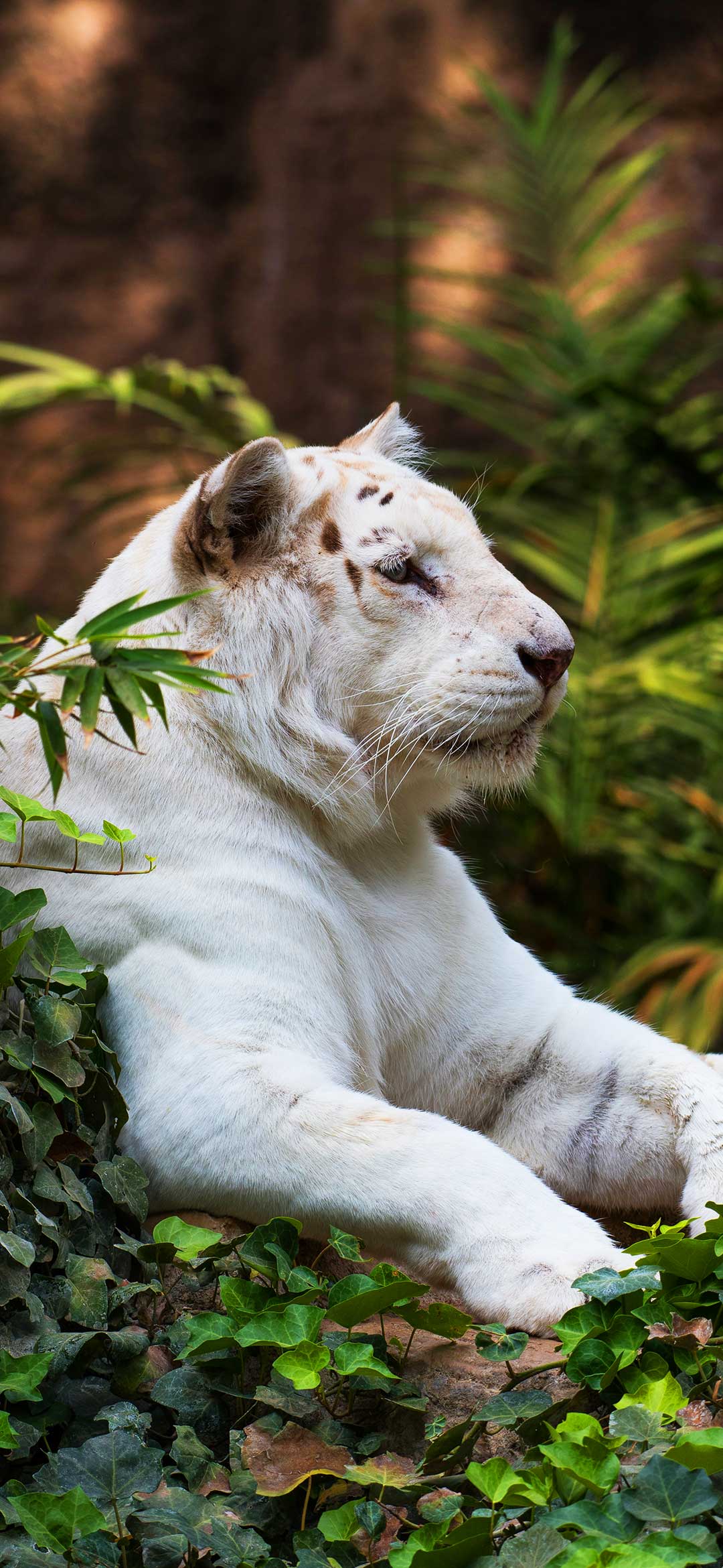 white%2Btiger%2Bwallpaper