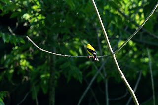 Goldfinch seen near Colonel Danforth Dog Park