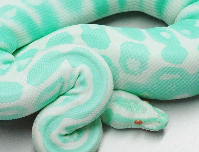 ShukerNature: DEBUNKING A TRIO OF QUASI-COLOURED MOCK PYTHONS