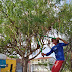  Prefeitura de Prata realiza  serviço de poda de árvores na cidade