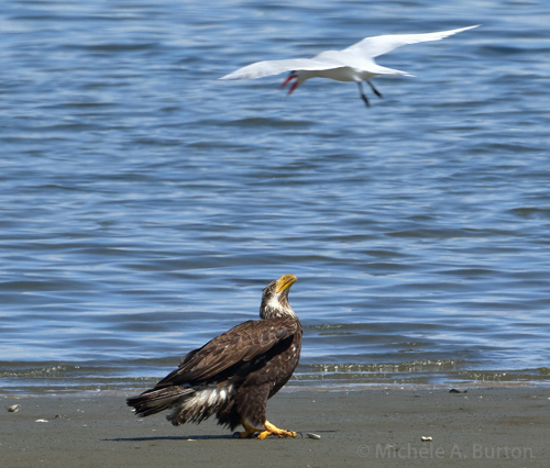  Caspian tern mobbing immature Bald eagle