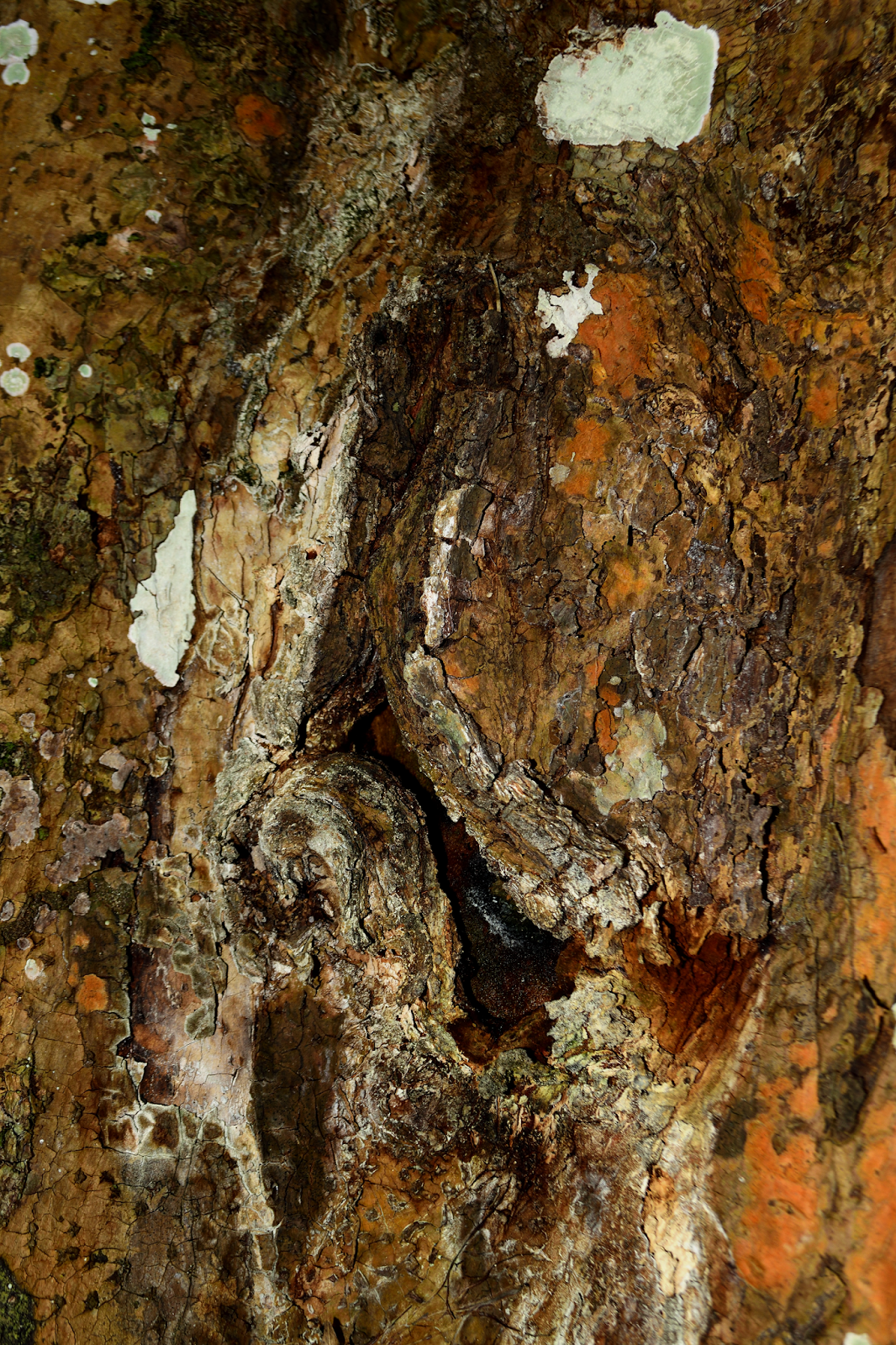 Tree Bark Art