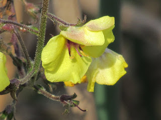 wildflower identification gray loge wildlife area gridley california