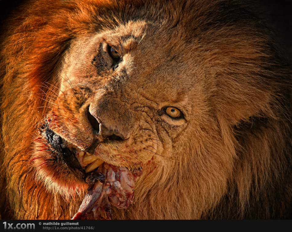 صور اسد 2020 خلفيات اسد مكتوب عليها يلا صور