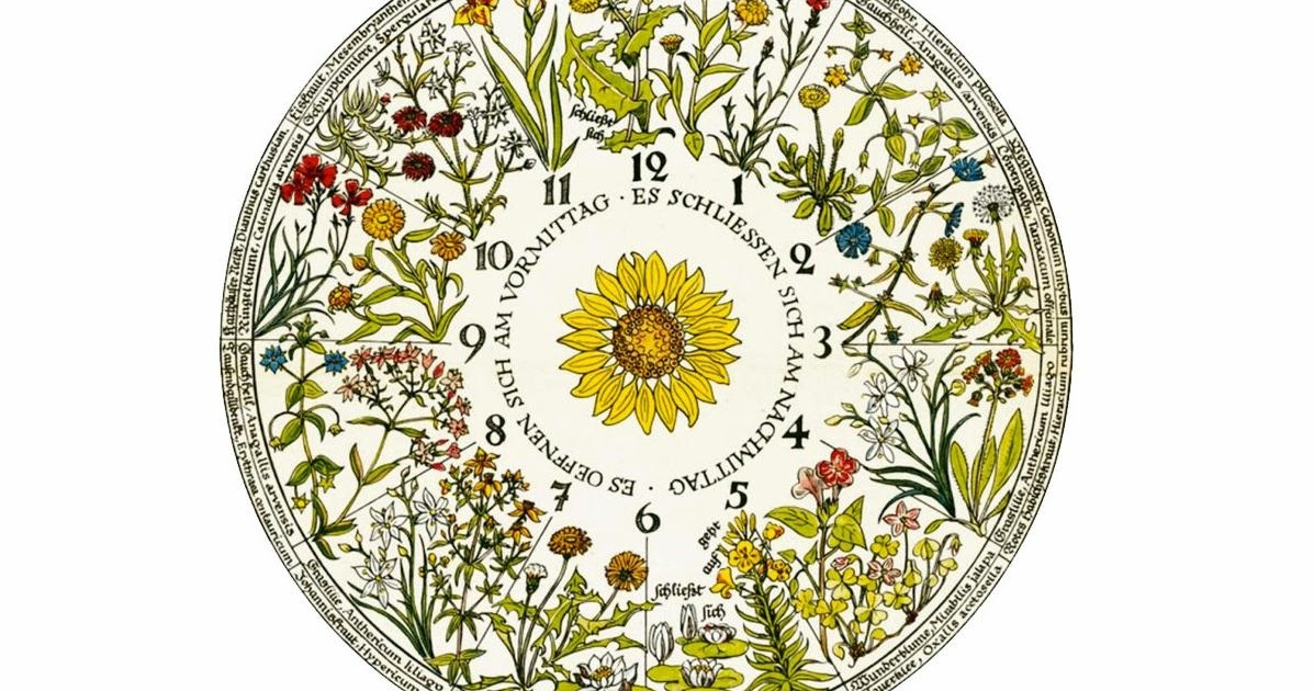 Цветочные часы растений