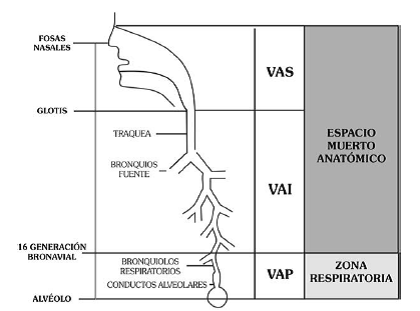 FISIOLOGIA: FISILOGÍA RESPIRATORIA