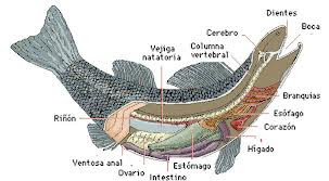 Tripas de los pescados