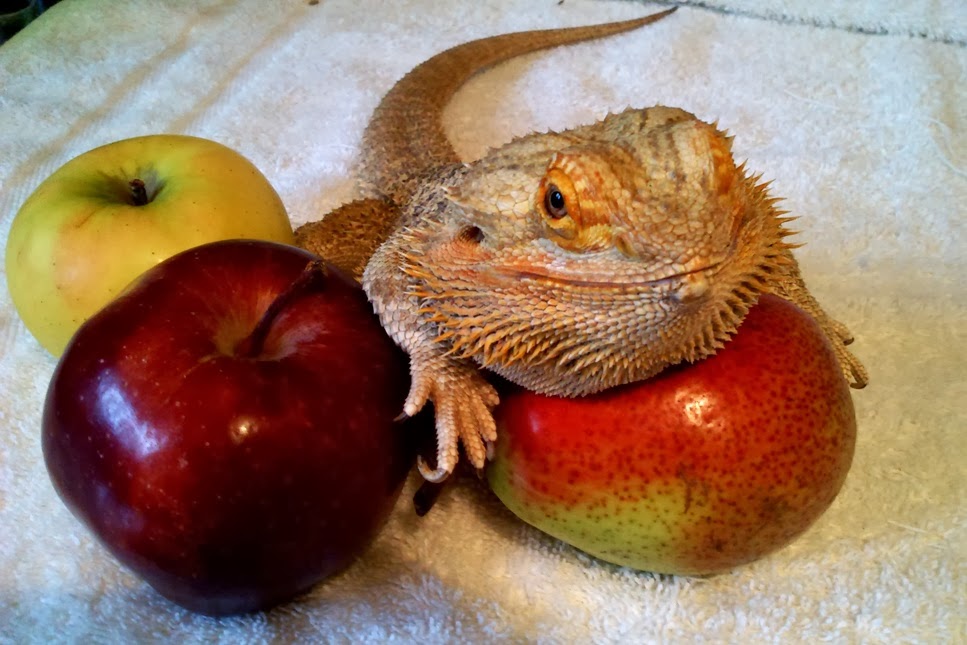 bearded-dragon-fruits.jpg