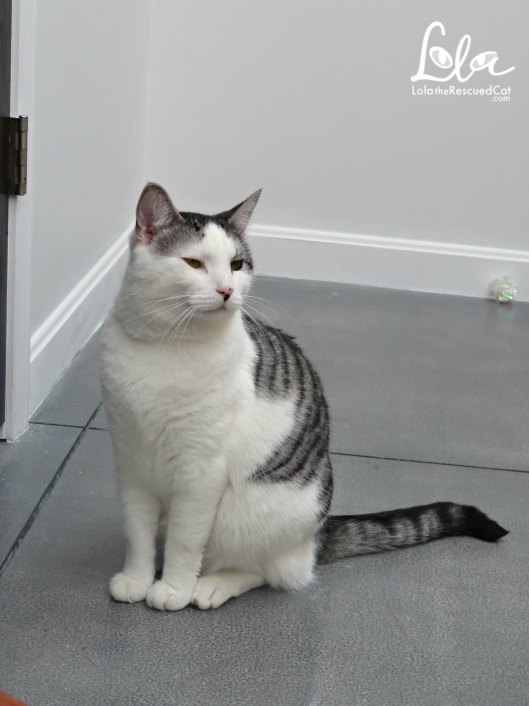 Lola The Rescued Cat Lola On The Road The Cat Parlour Pawtucket