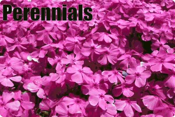 Perennials - Quem são?