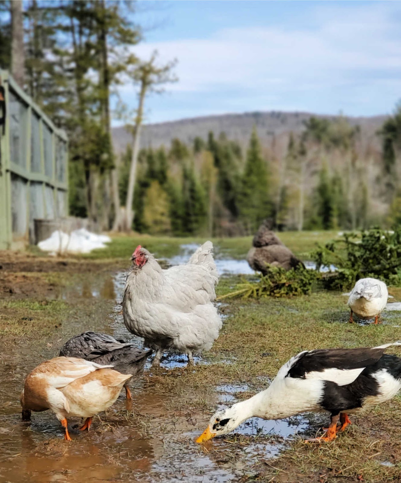Adding Ducks to your Backyard Chicken Flock Fresh Eggs Daily® with Lisa Steele