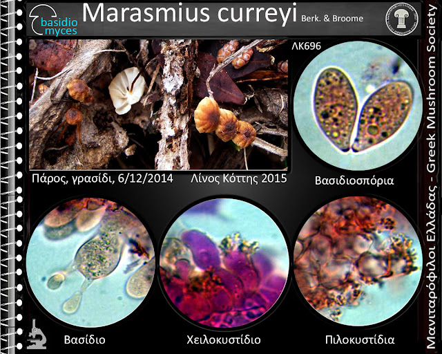 Marasmius curreyi Berk. & Broome