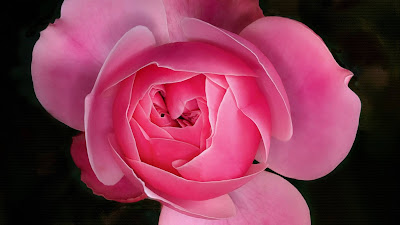 Close up image HD Rose Pink Rose Flower
