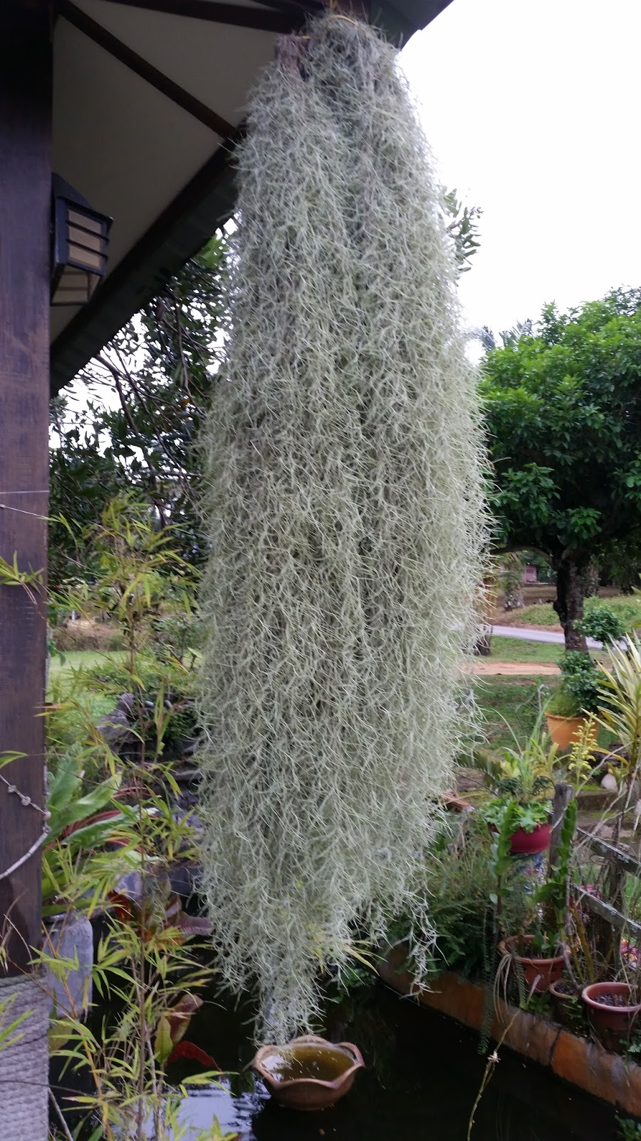 Warisan Petani: Pokok Janggut Tok Adam.