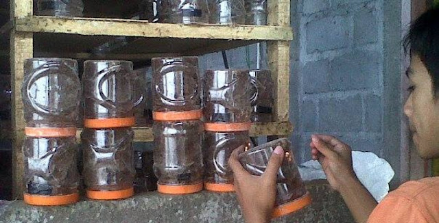 ternak kroto di toples