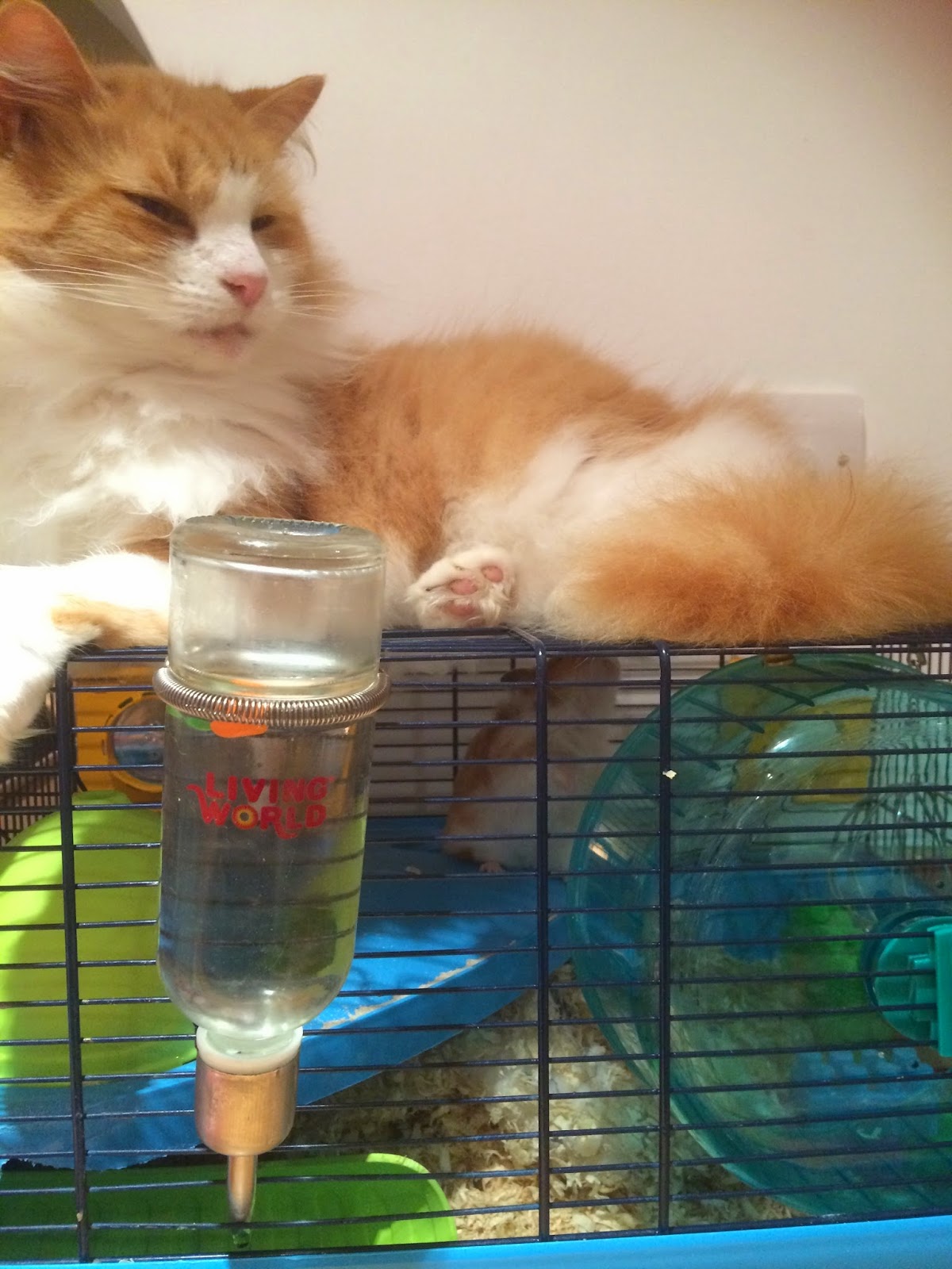 cat and hamster friends