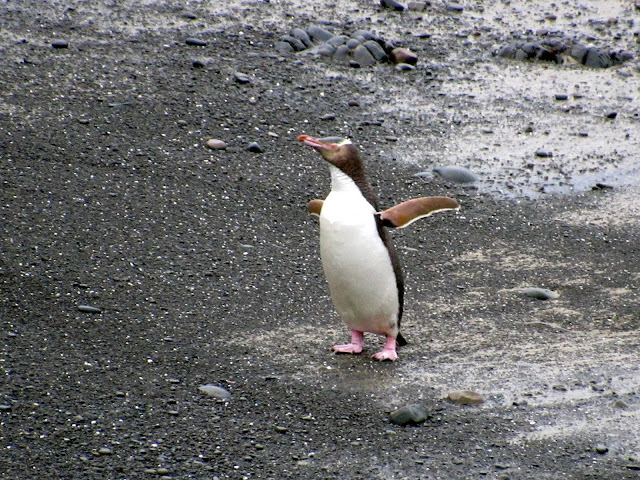 ¡Qué gracioso el pingüino sacudiéndose el agua en Roaring Point! Pingüino en Roaring Point