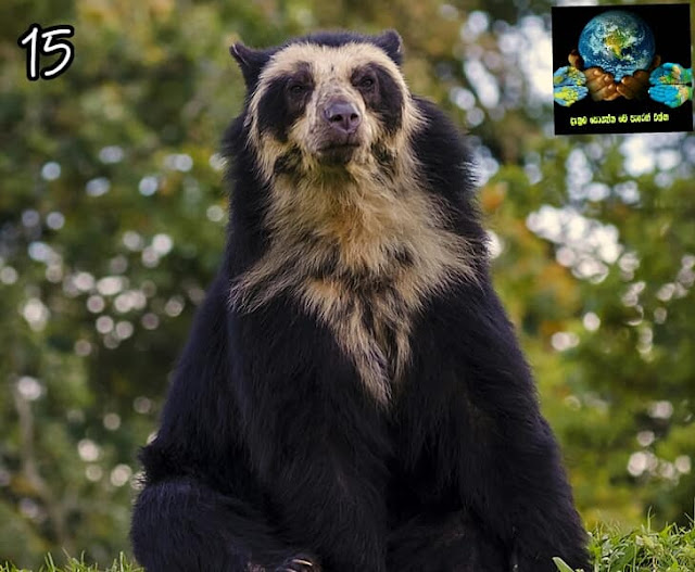 15. spectacled bear නම් වලස් විශේෂය