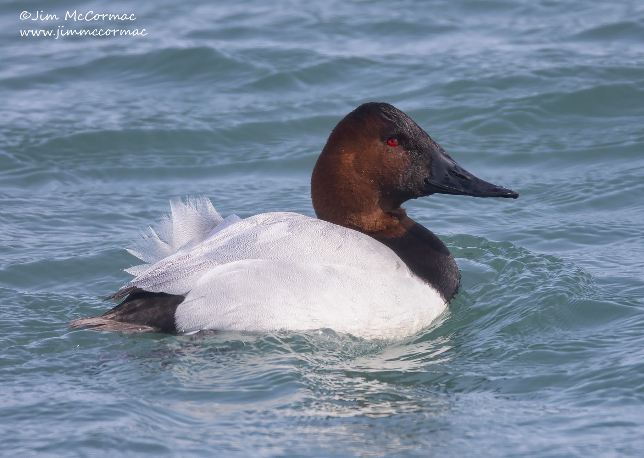 Ohio Birds and Biodiversity Canvasback, a fine botanical duck