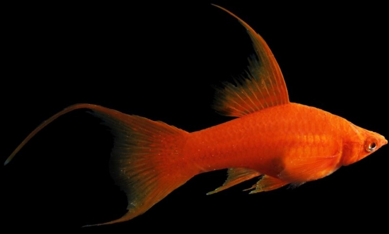 12 Jenis Ikan Ekor Pedang Dan Cara Perawatannya Cocok Untuk Pemula 12 Jenis Ikan Ekor Pedang Dan Cara Perawatannya Cocok Untuk Pemula