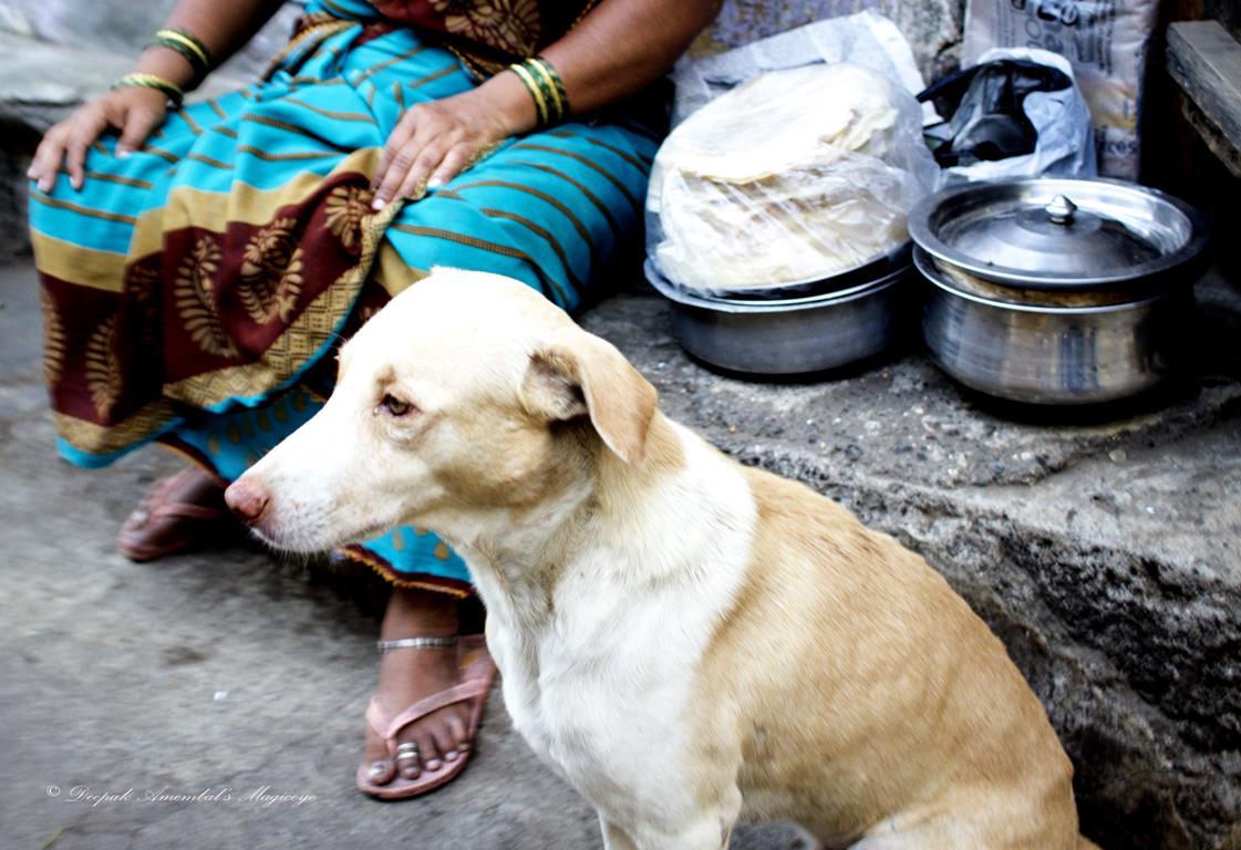 Dog Guarding Food From Other Dogs Dog Guarding Food From Other Dogs