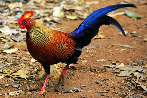 4 Jenis Ayam Hutan Langka - Cara Budidaya Ayam dan Burung