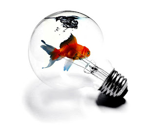 Bulb Aquarium Golden Fish HD Wallpaper