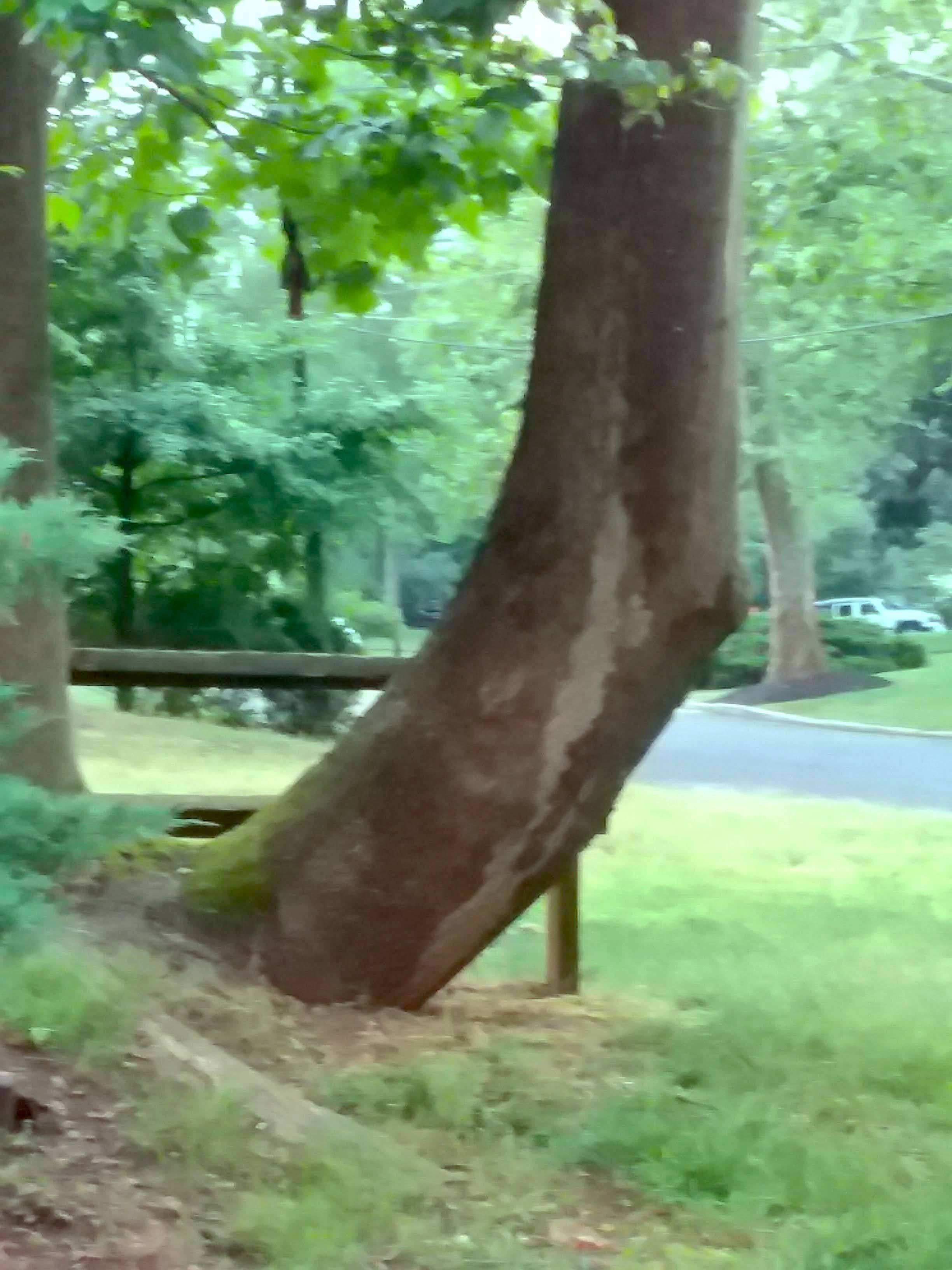 Penelope Marzec This Bent Tree