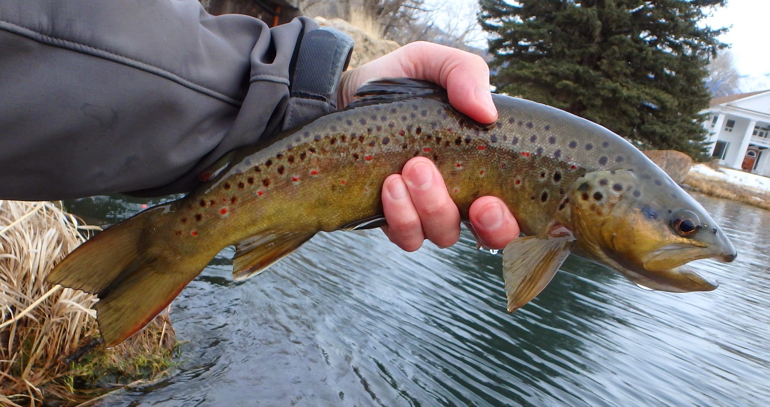 Mountains, Rivers, & Trout Japanese Edition 引き続き多様な一週間