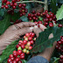 Prometedora cosecha de café en Veracruz superará las 300 mil toneladas