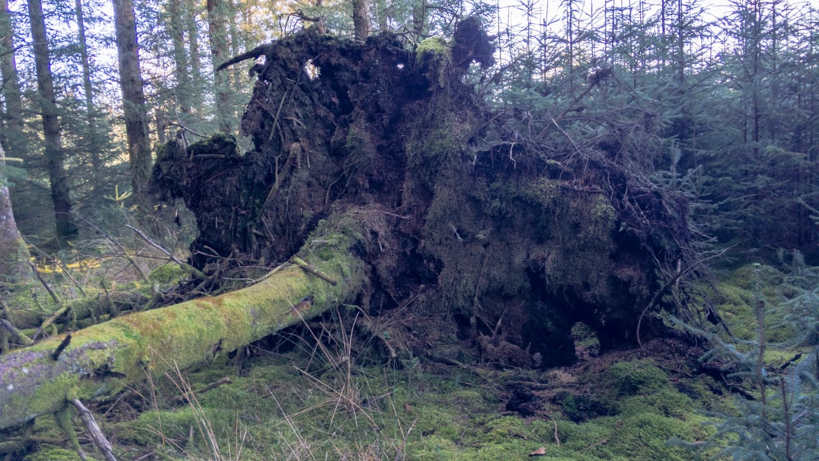 Max Piper Tor Bagger Dartmoor Finding the elusive Lowton Borough Rocks