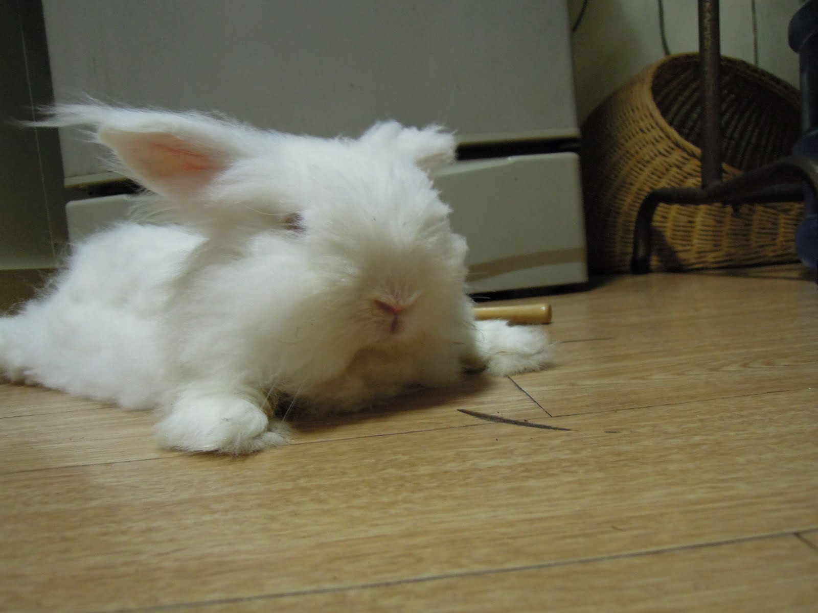 INSIGHT RABBIT Rabbit Illness What Are The Signs You Should Look Out