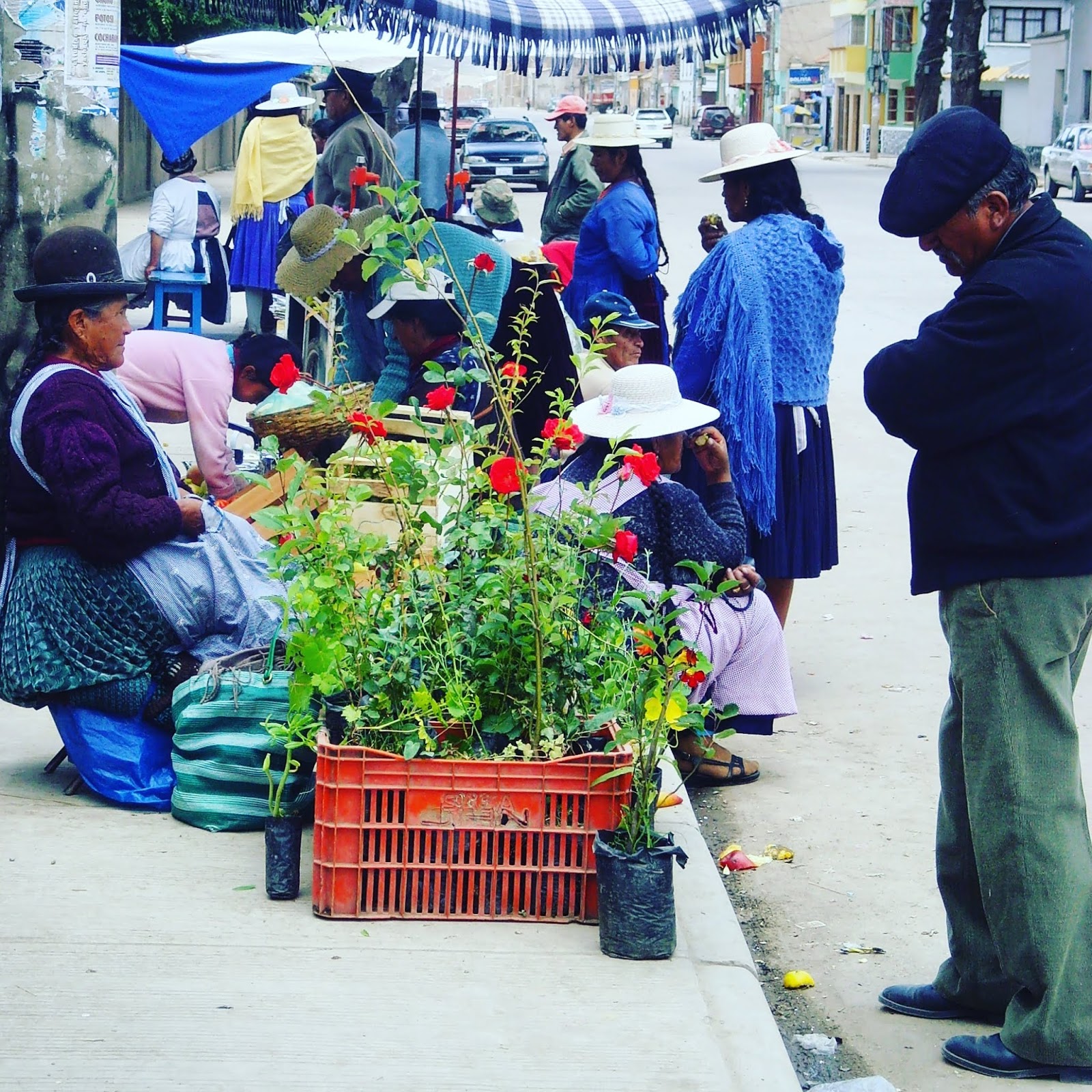 plants for sale on pavement in potosi bolivia