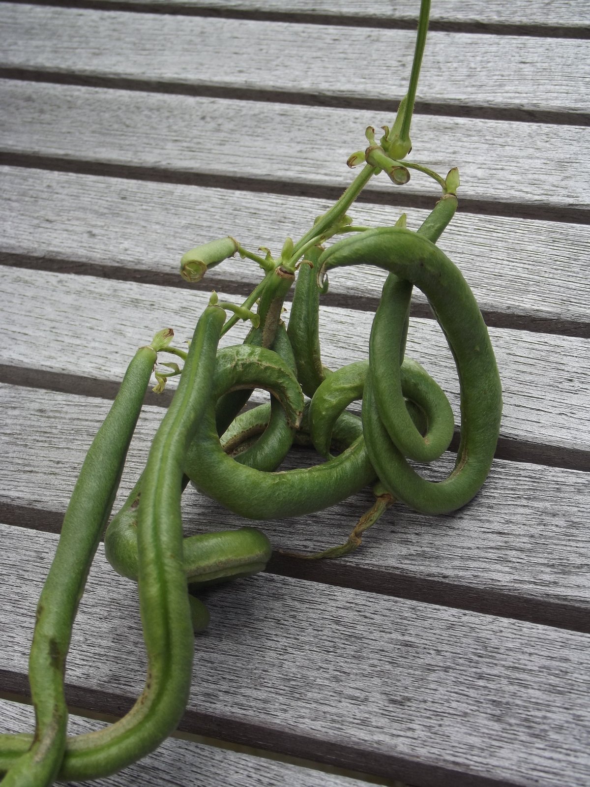Springfield Curly Beans!