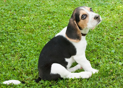 alt="cachorro de beagle"
