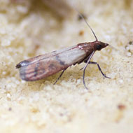 Indian Meal Moth - Pantry Pests