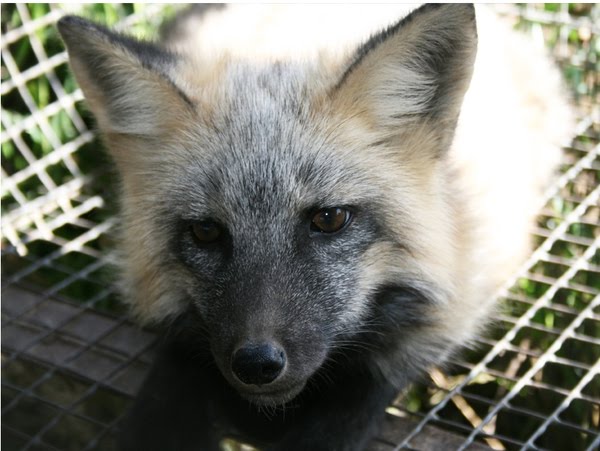 Cool Animals Pictures: Domesticated Silver Fox