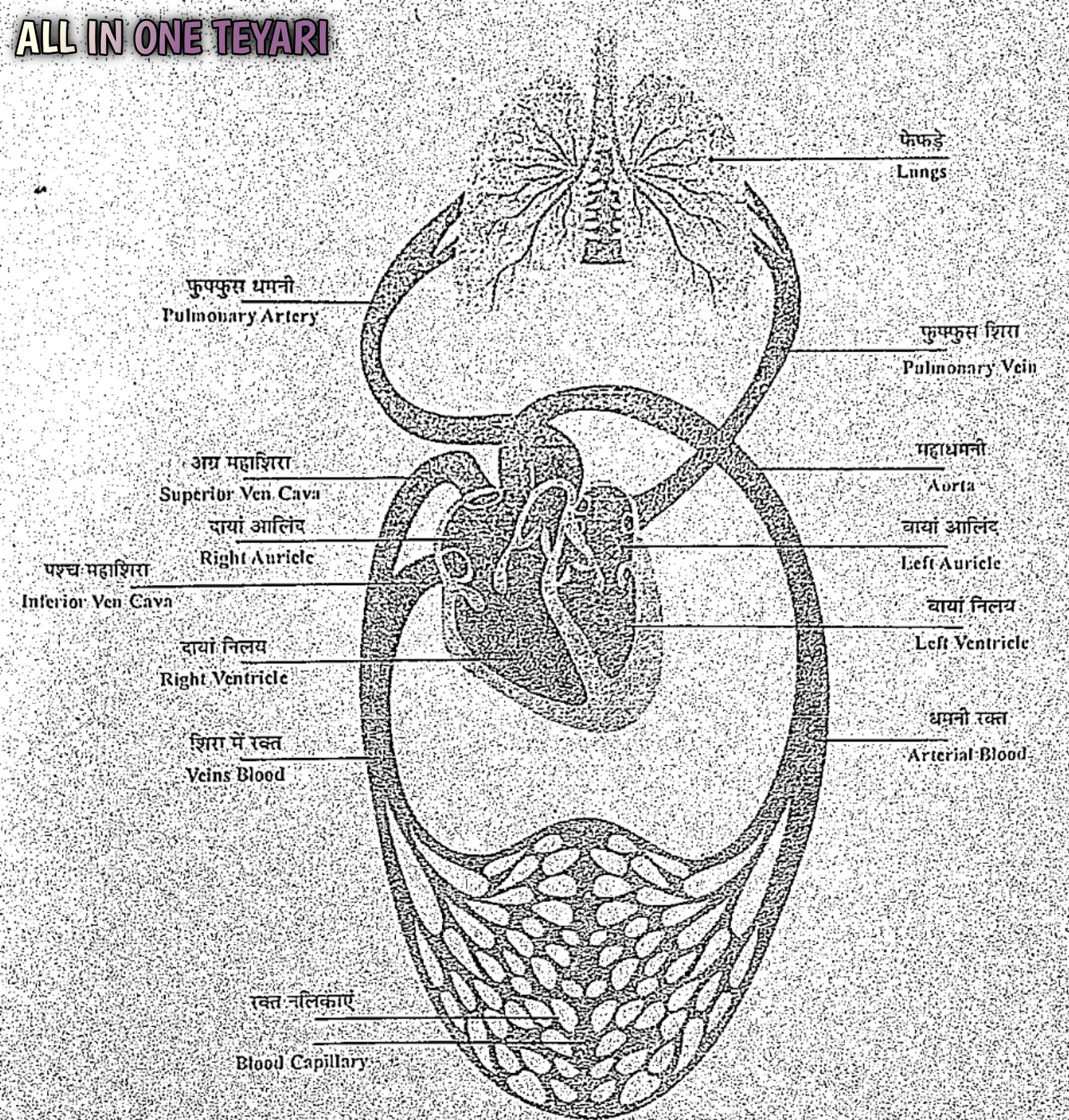 रक्त परिसंचरण तंत्र,ह्रदय व रक्त heart and blood gk questions,| gk in hindi,gk science pdf,blood gk hindi,class 9 science,gk short tricks,red blood cells,class 9 biology,heart blood flow,class 10 biology,class 10 science,function of blood,veins vs arteries,structure of heart,gk tricks in hindi,anatomy & physiology,biology gk questions,types of blood cells,what is blood made of,daily current affairs,open blood circulation,mixed blood circulation रक्त परिसंचरण तंत्र