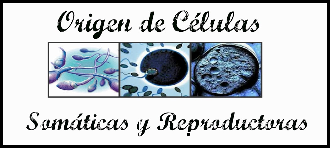 Origen Células Somáticas y Reproductoras